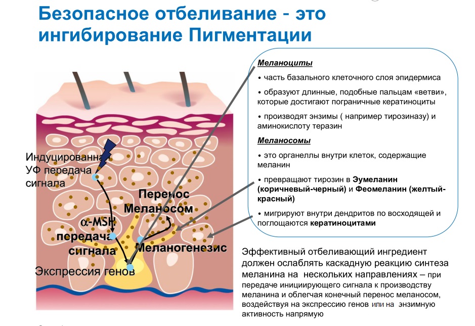 resveratrol
