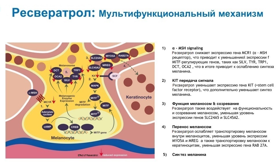 resveratrol