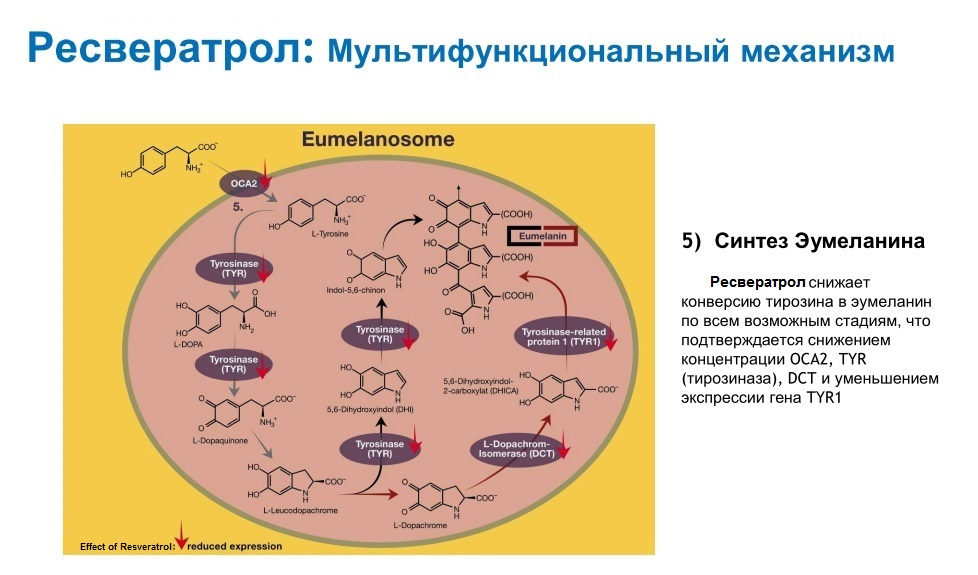 resveratrol