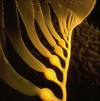 Sea Kelp Bioferment (Биоферментированные бурые водоросли)