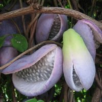 ��������. ������ �������� (Akebia) �������� ������ �������� ����