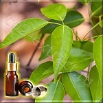 ������ (������ �������-���������) ������� ����� (Amyris (Sandalwood West Indian) Essential Oil), Dullberg, 10 ��