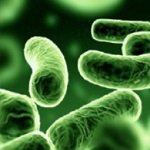 Biolin P (������) ���