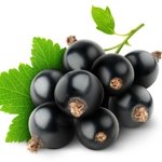 ��������� ������ ����� (BLACKCURRANT) ����� ��������� ������ �����, 50 ��