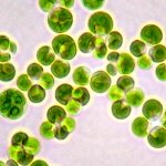Dermochlorella D Ecocert (������������� - ���������� ������������� �������� ����)