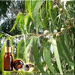 �������� ��������� ������� ����� (Eucalyptus Essential Oil)
