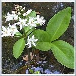 Hydrofiltrat Menyanthes G (������������� ����� �����������), ������ ������� ���������