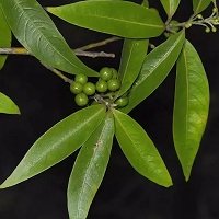 ������ (������) ������ ������� ����� (Litsea Cubeba Essential Oil), ���