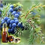 ������������� ���� ������� ����� (Juniper Berry Essential Oil)