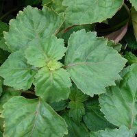 ������ ������� ����� (Patchouli Essential Oil), 10 ��