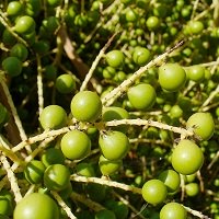 ������ ������ (Sabal) �������� ���������������