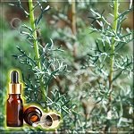 ������ ������� ������� ����� (Artemisia absinthium Essential Oil), ��������