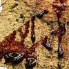 Dragon's Blood (������� �����)