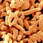 ����� ������������� ������ (Lactobacillus Ferment Lysate), ������