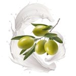 Olive Milk, ������� (Duellberg Konzentra)