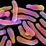 ����� ���������������� �������� ������ (Propionibacterium Ferment Lysate), ������