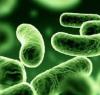 Biolin P (������) - ��������� �� �������������� � �������