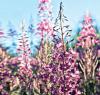 Willowherb (����������), 20 �